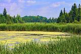 Summer Marsh_25234-5